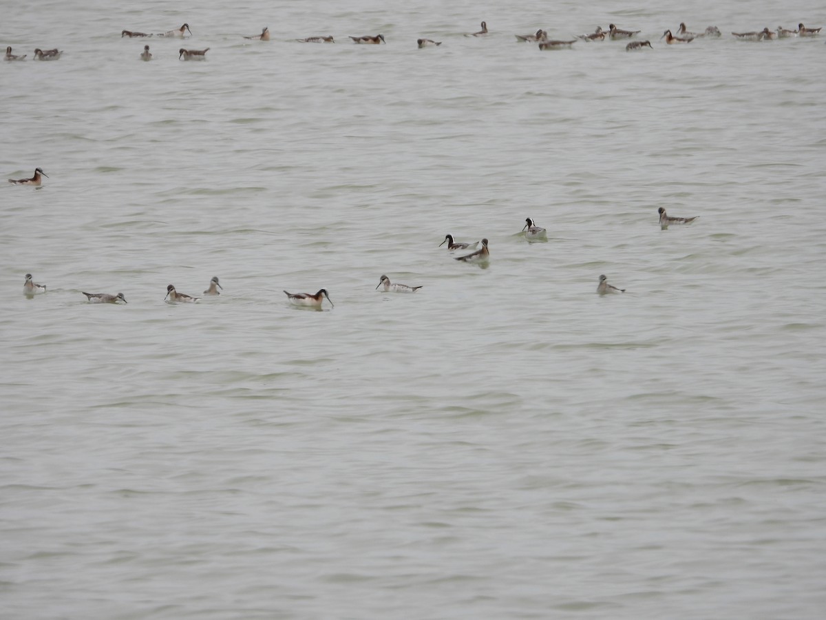 Phalarope de Wilson - ML620619116