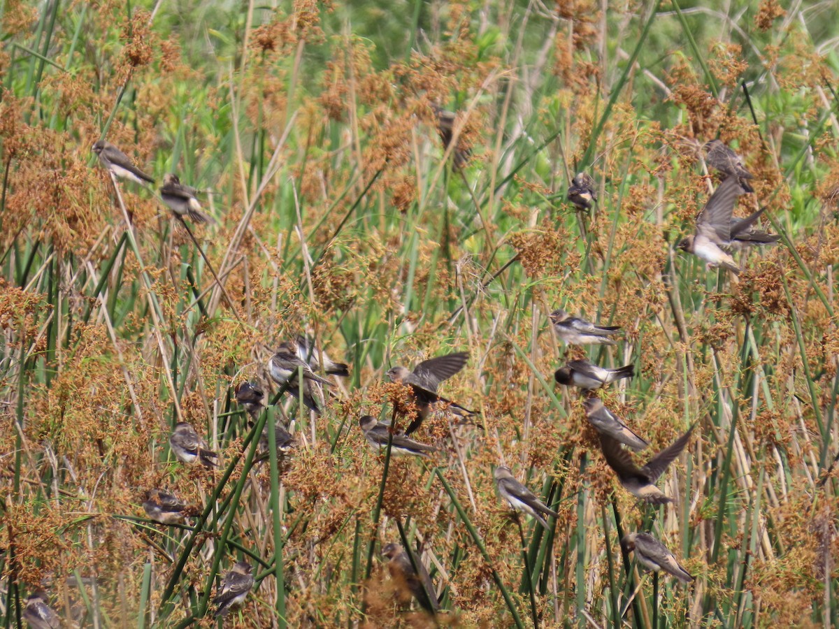 Cliff Swallow - ML620619117