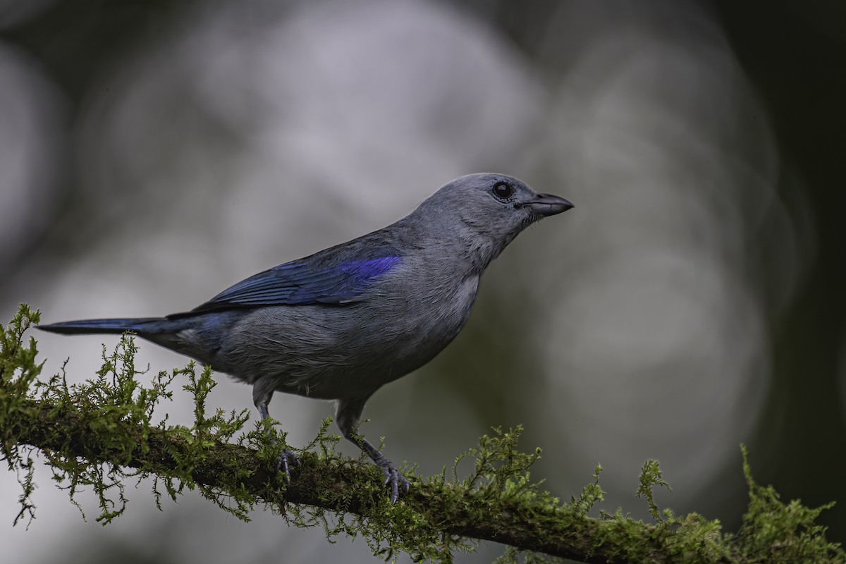 Blue-gray Tanager - ML620619118