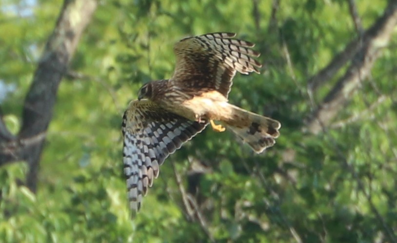 Northern Harrier - ML620619121