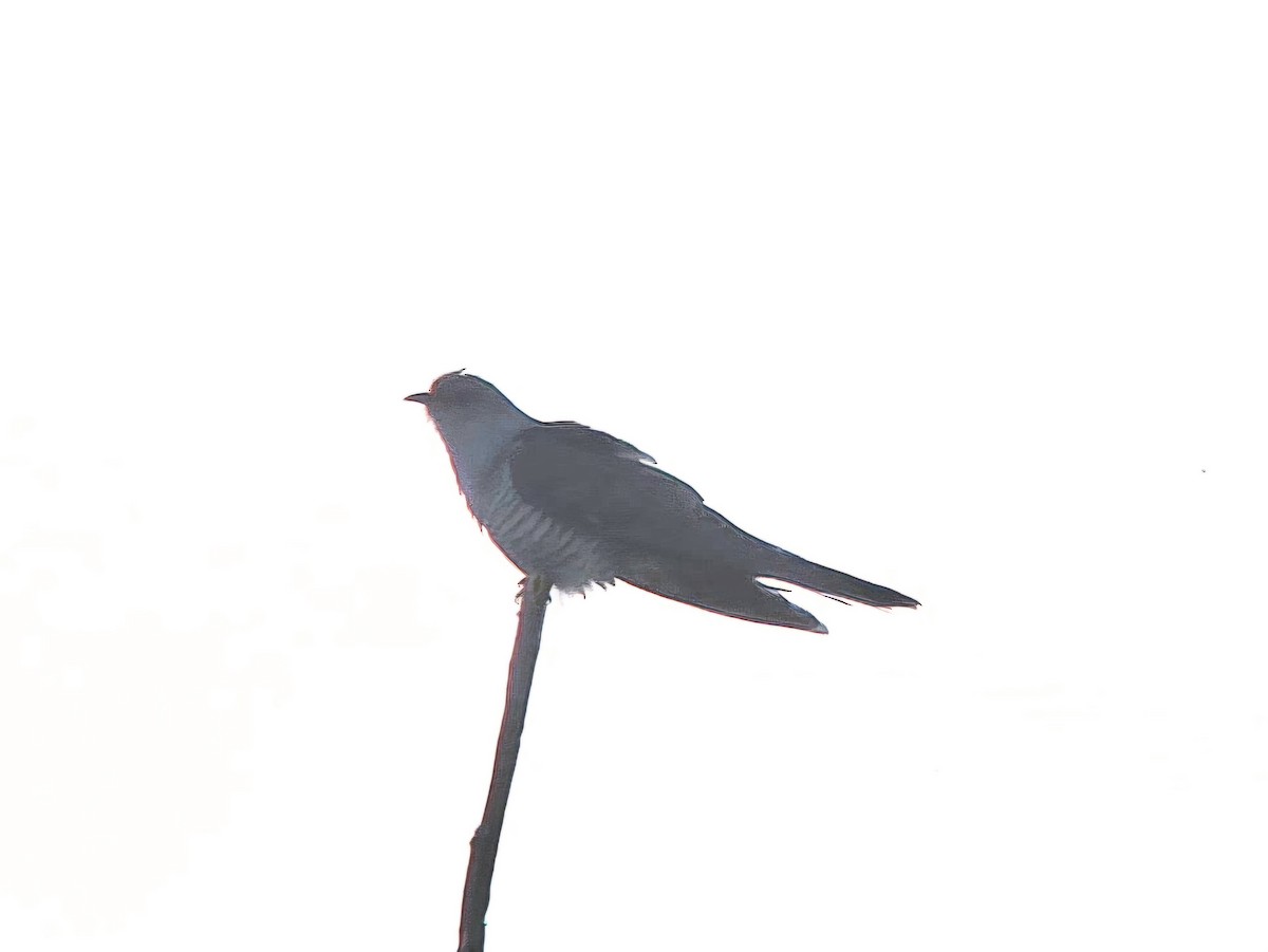 Common Cuckoo - ML620619123