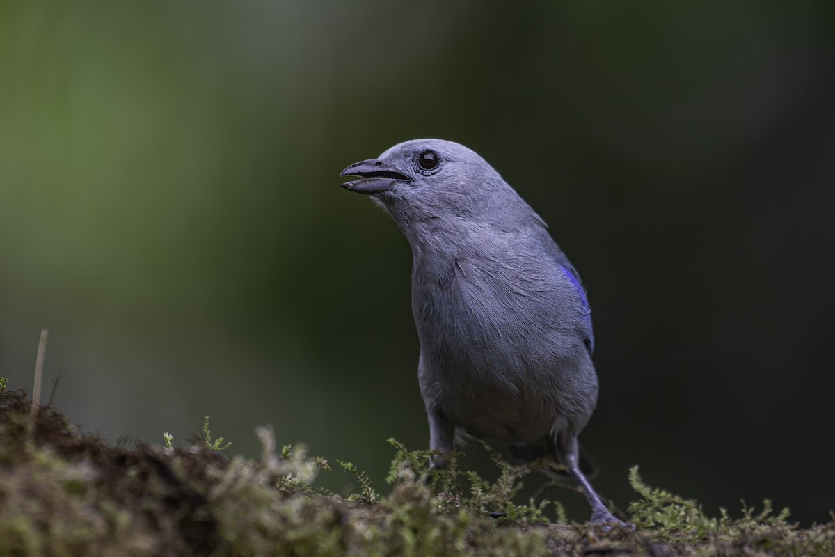 Blue-gray Tanager - ML620619124