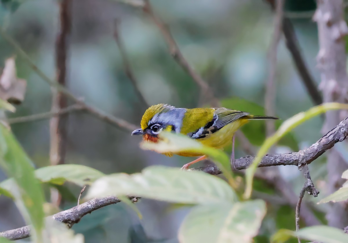 Black-eared Shrike-Babbler - ML620619125