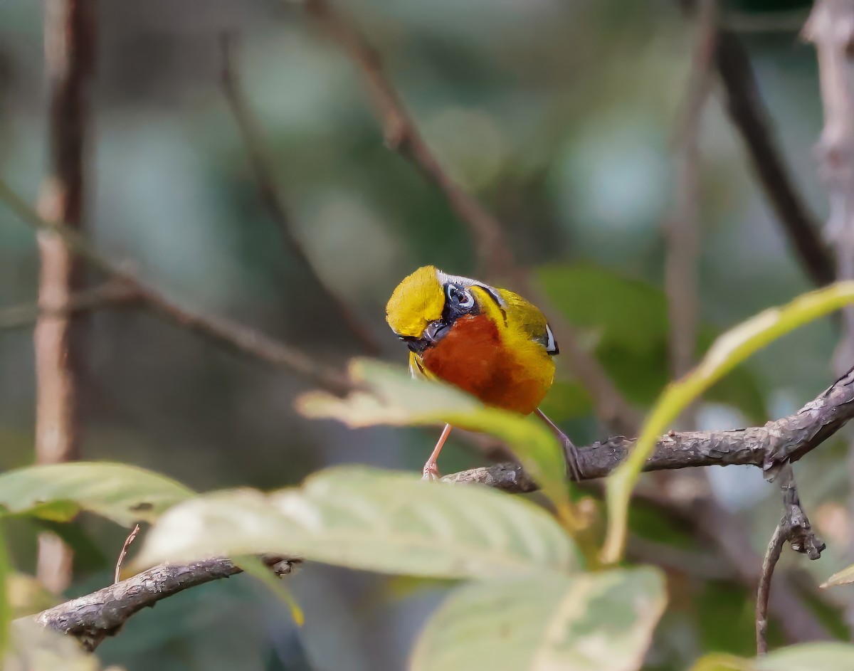 Zimtkehl-Würgervireo - ML620619126