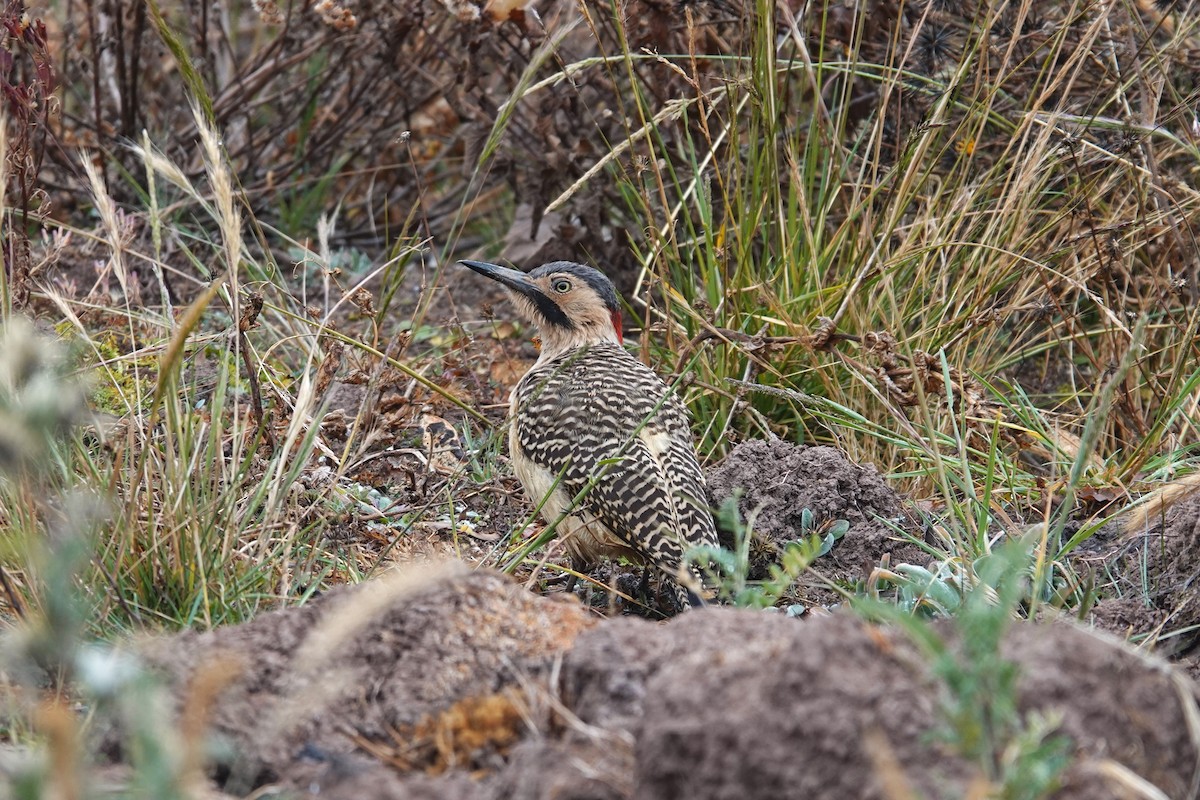 Andean Flicker - ML620619128