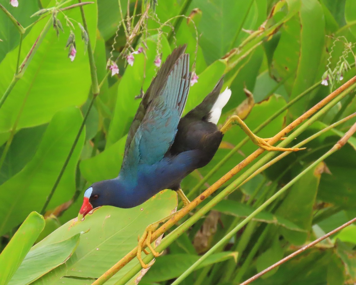 Purple Gallinule - Laurie Witkin