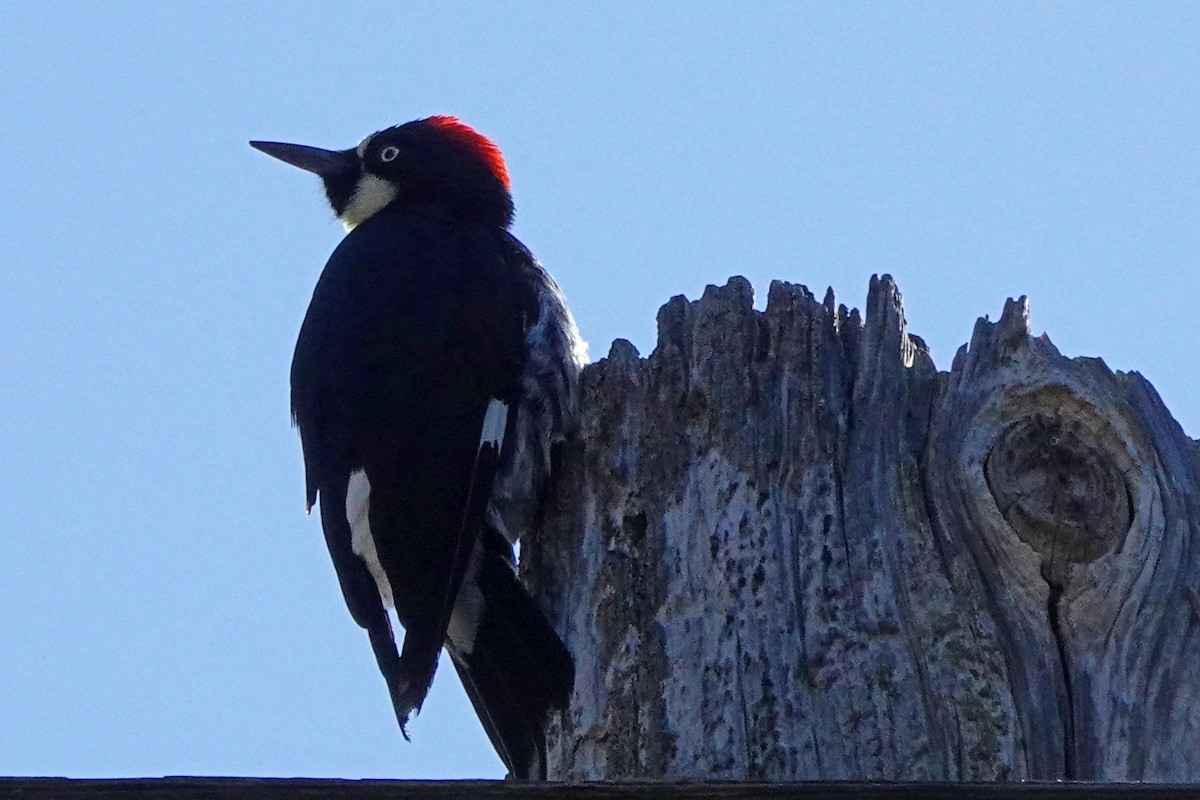 Acorn Woodpecker - ML620619141