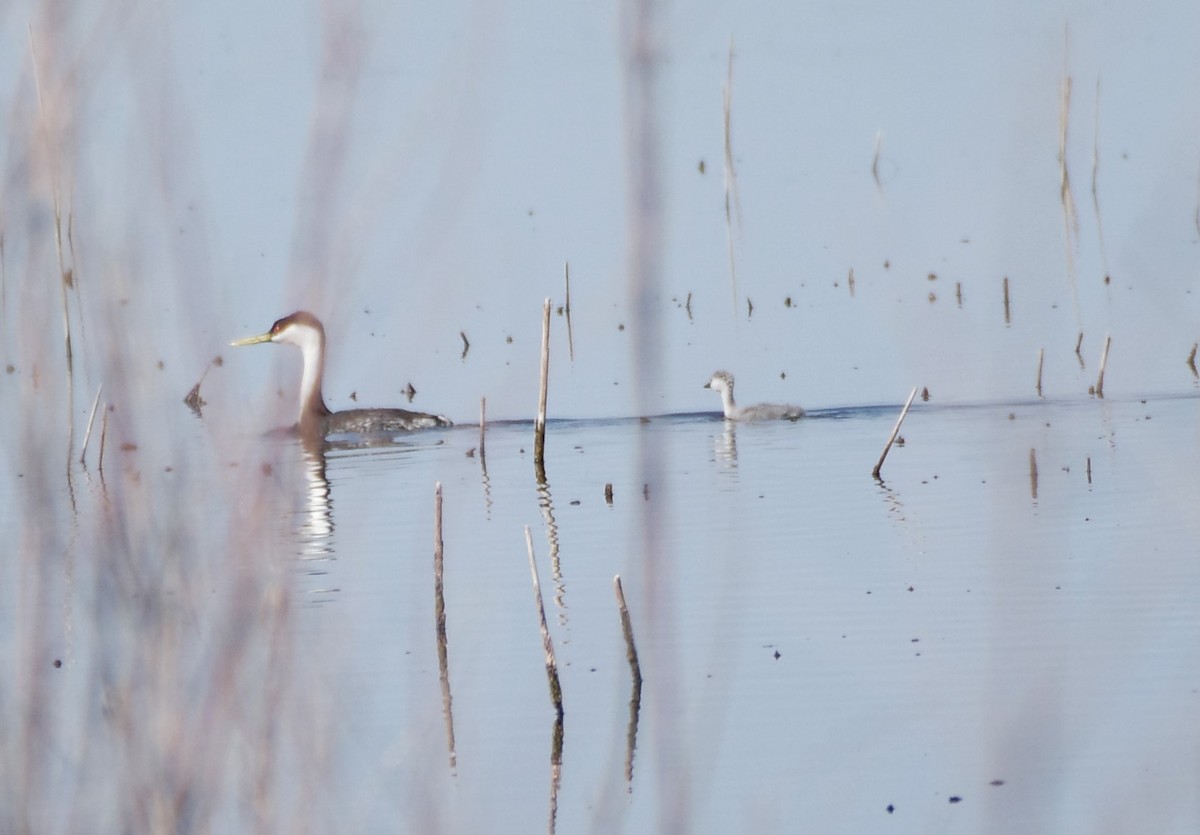 Western Grebe - ML620619145