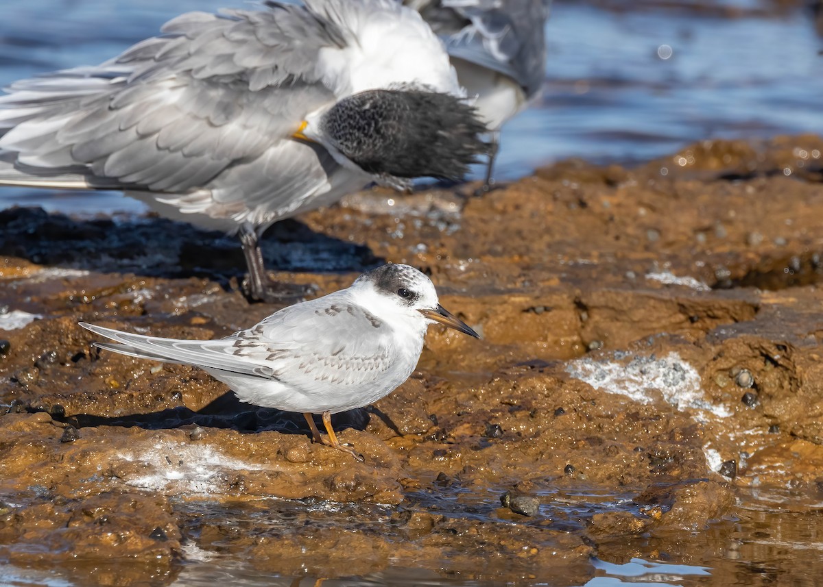 Australian Fairy Tern - ML620619146