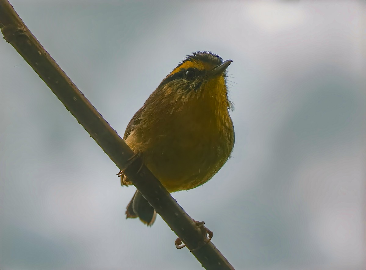 Yellow-throated Fulvetta - ML620619147