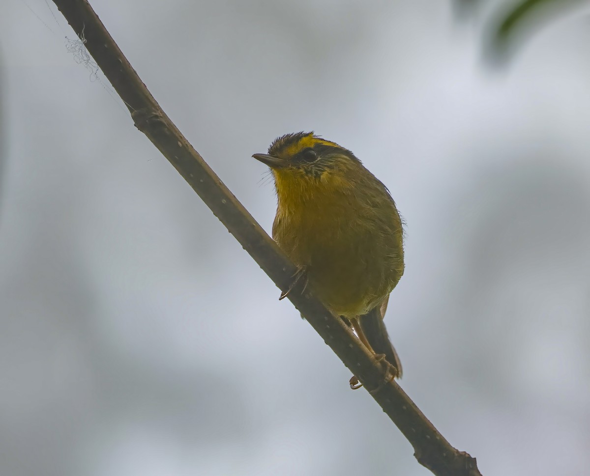 Yellow-throated Fulvetta - ML620619148