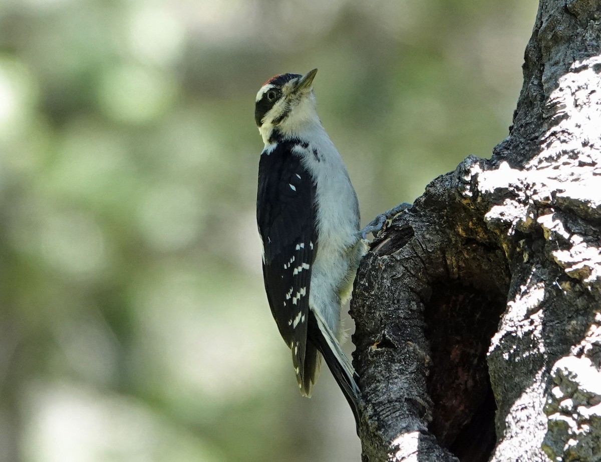 Hairy Woodpecker - ML620619156