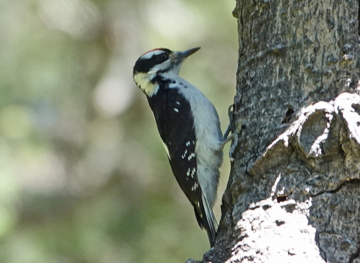 Hairy Woodpecker - Cathy Beck