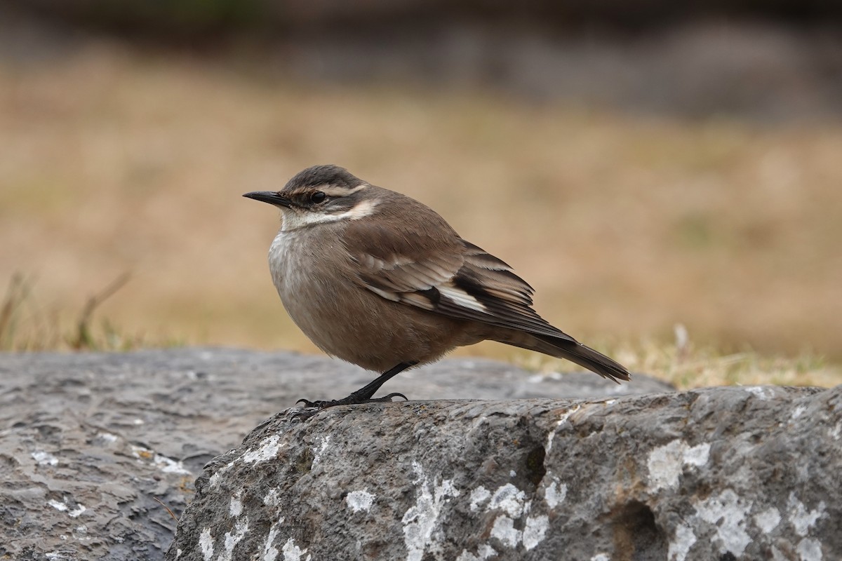 Cream-winged Cinclodes - ML620619159