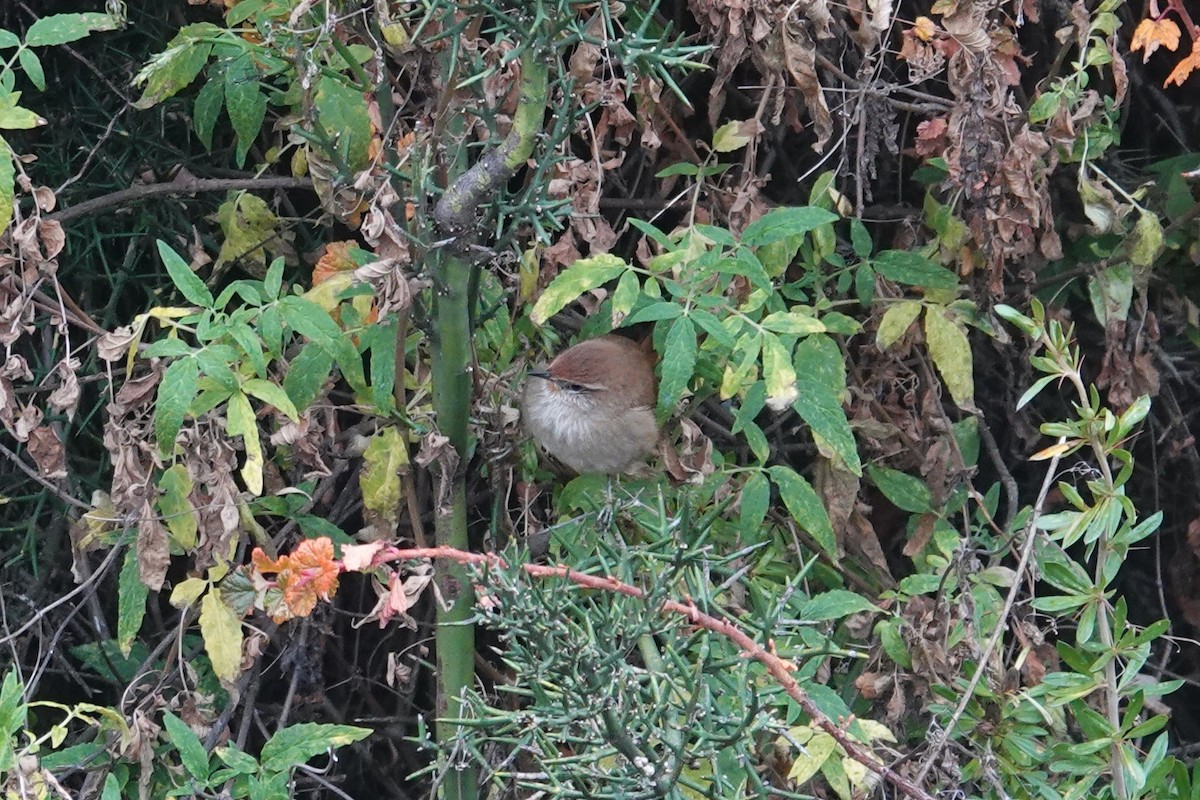 Rusty-fronted Canastero - ML620619165