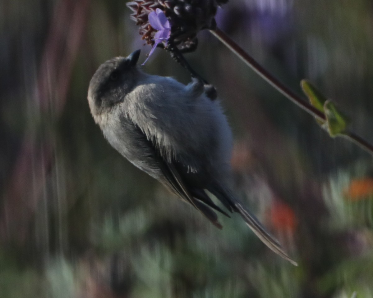 Bushtit - ML620619166