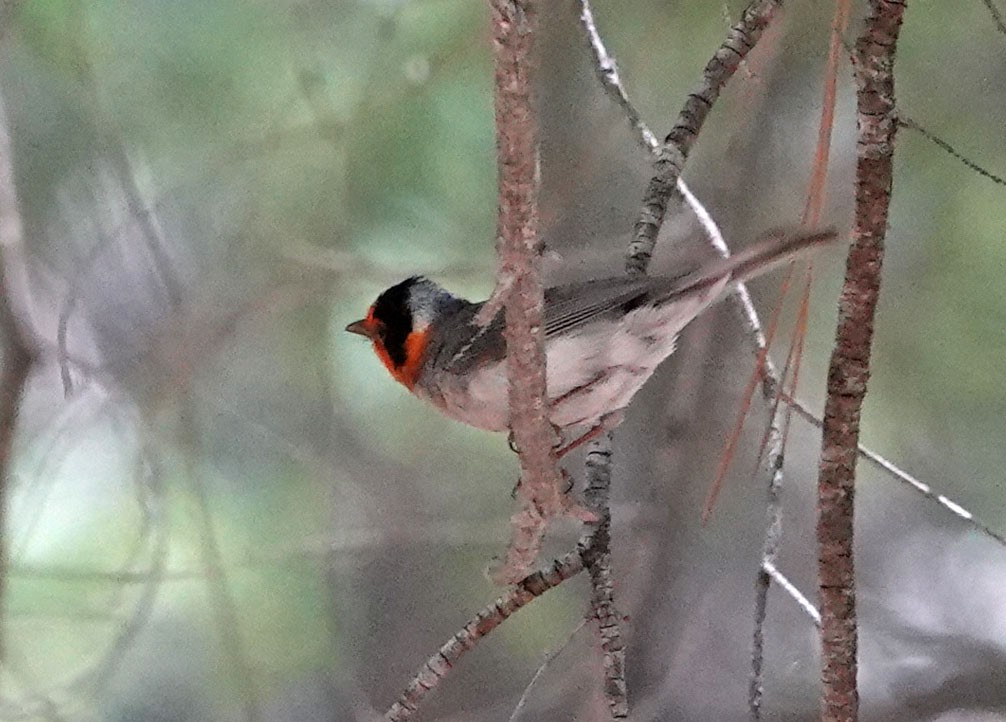 Red-faced Warbler - ML620619167