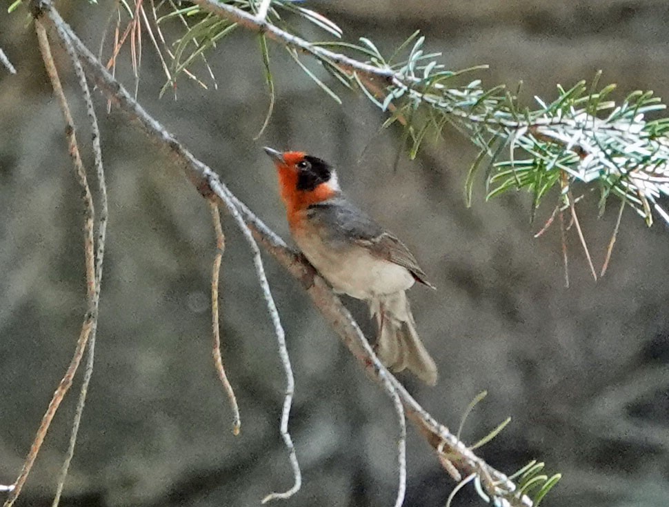 Red-faced Warbler - ML620619168