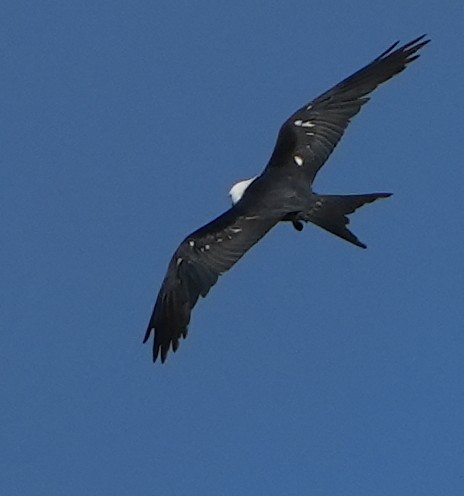 Swallow-tailed Kite - ML620619171