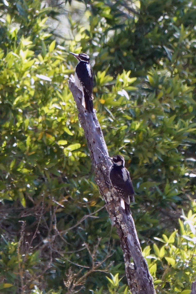 Hairy Woodpecker - ML620619173