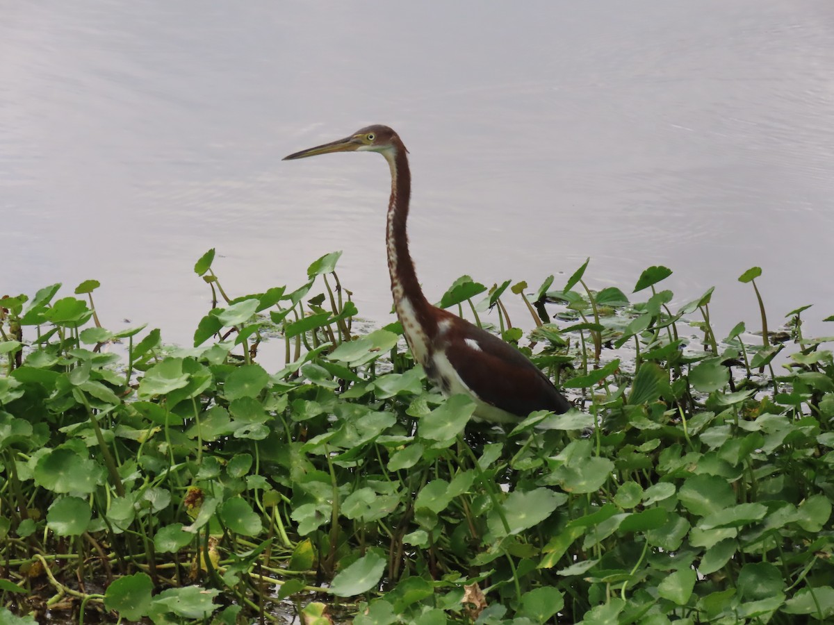 Tricolored Heron - ML620619174