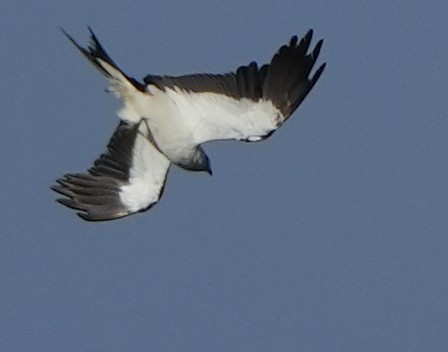 Swallow-tailed Kite - ML620619181
