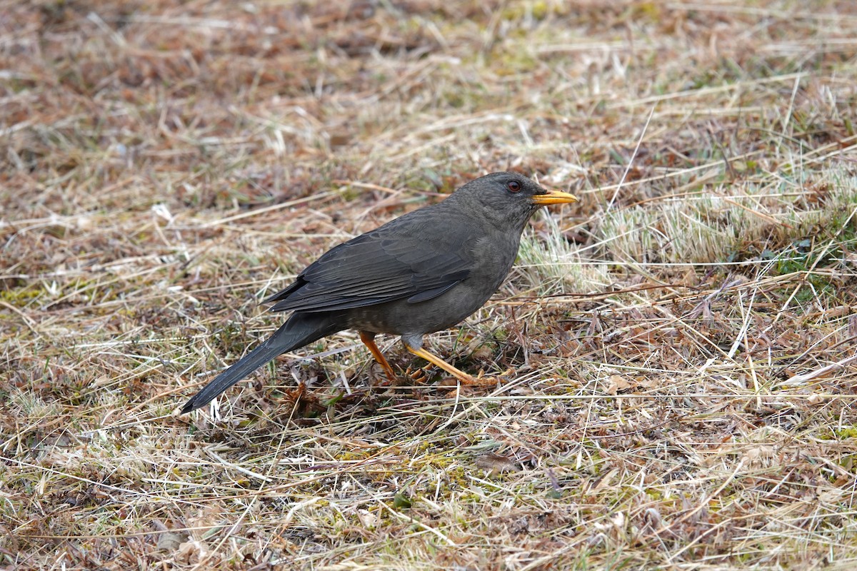 Chiguanco Thrush - ML620619187