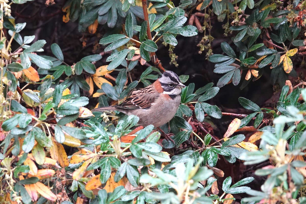 Rufous-collared Sparrow - Toby Holmes