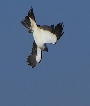 Swallow-tailed Kite - ML620619199