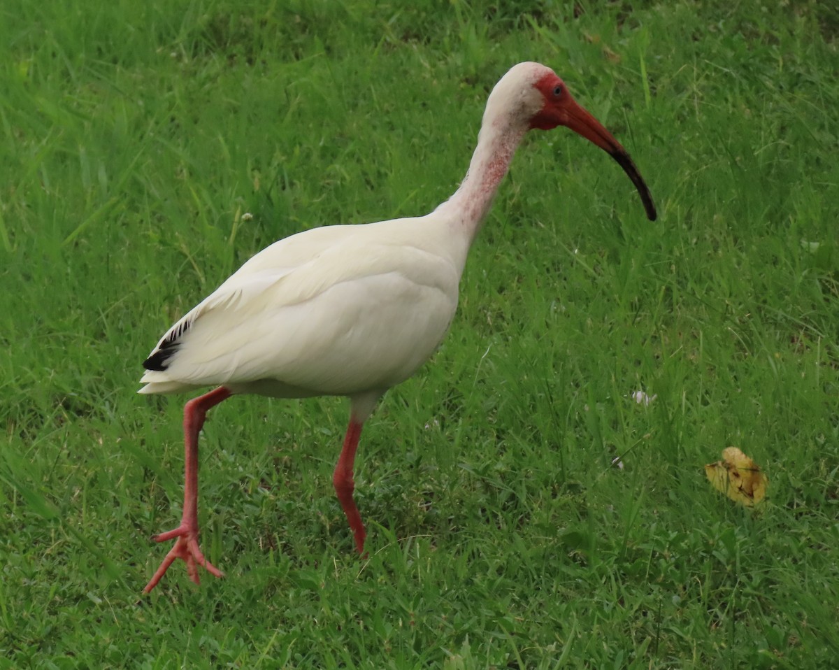 ibis bílý - ML620619200