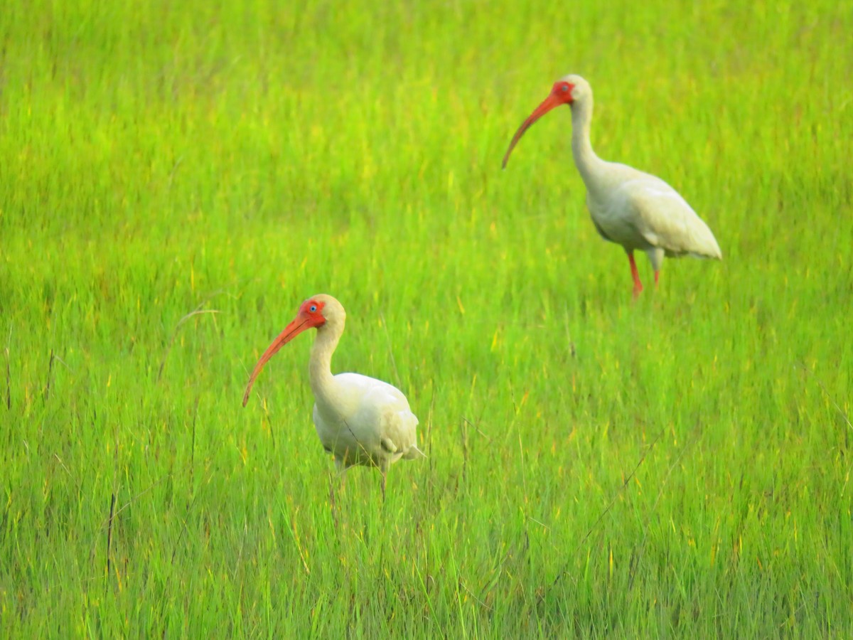 ibis bílý - ML620619201