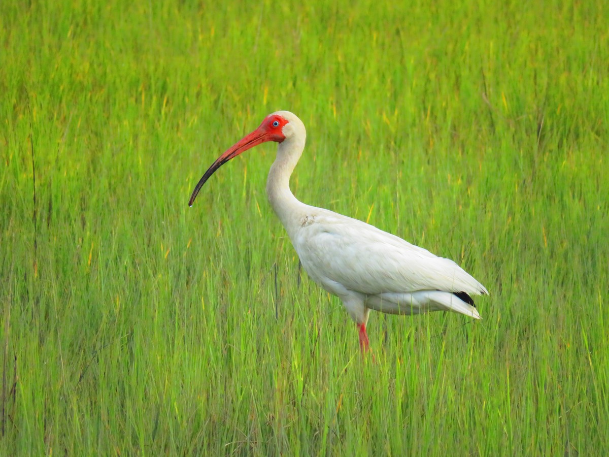 White Ibis - ML620619202