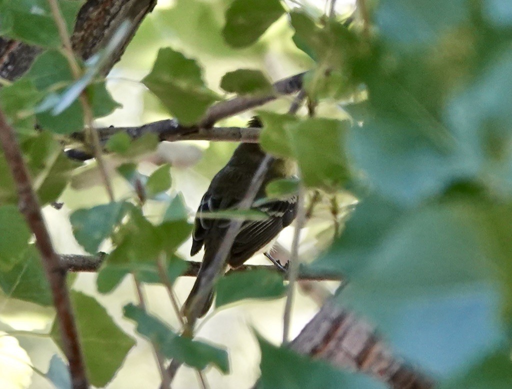 Empidonax sp. - Rick Taylor