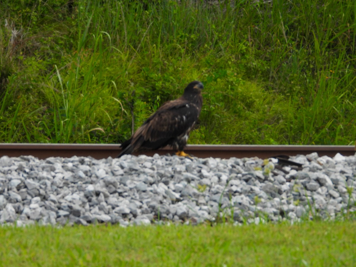 Bald Eagle - ML620619208