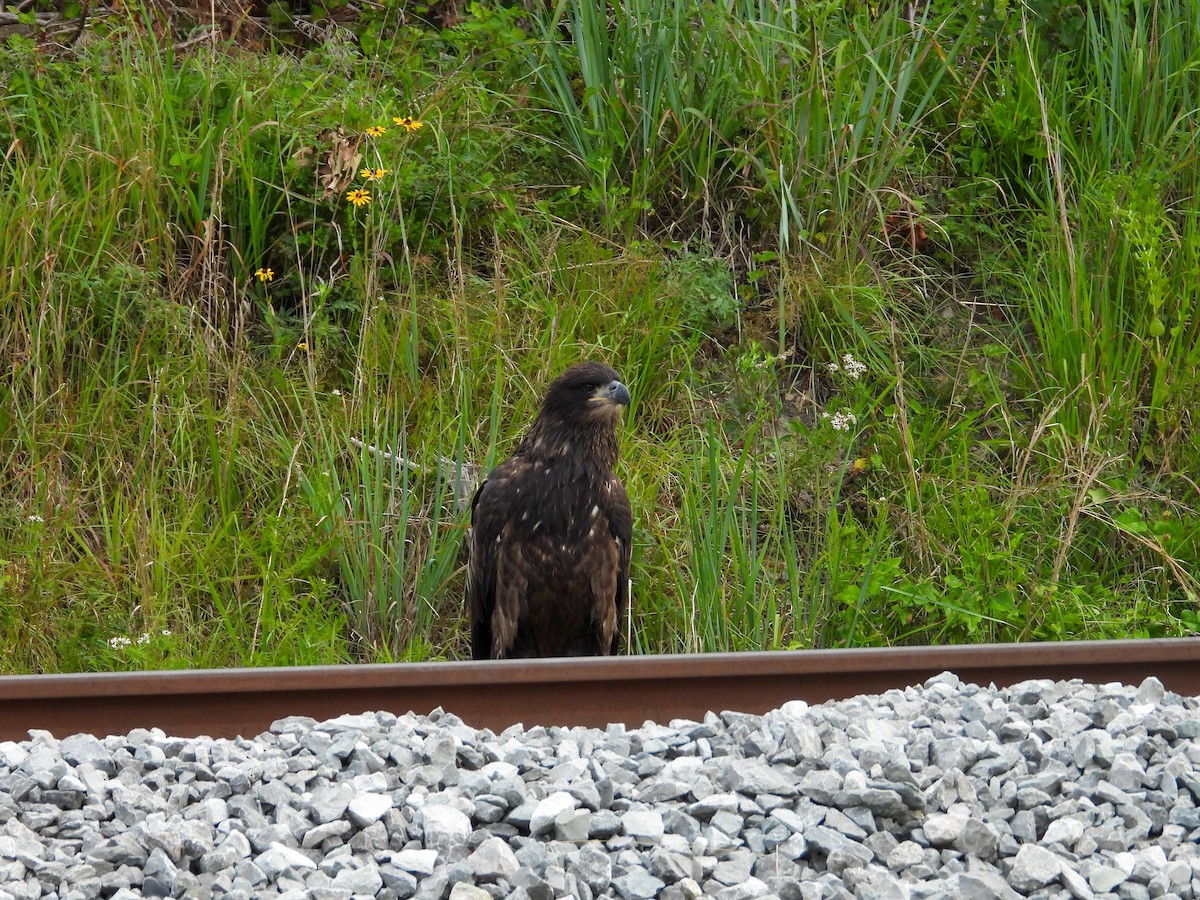 Bald Eagle - ML620619211