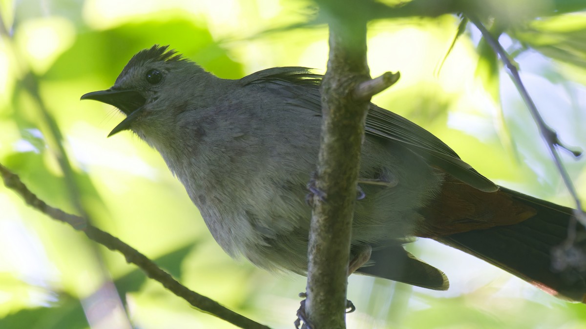 Pájaro Gato Gris - ML620619213