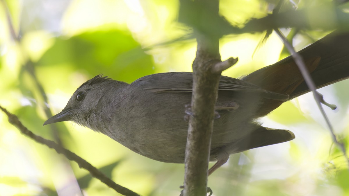 Gray Catbird - ML620619214