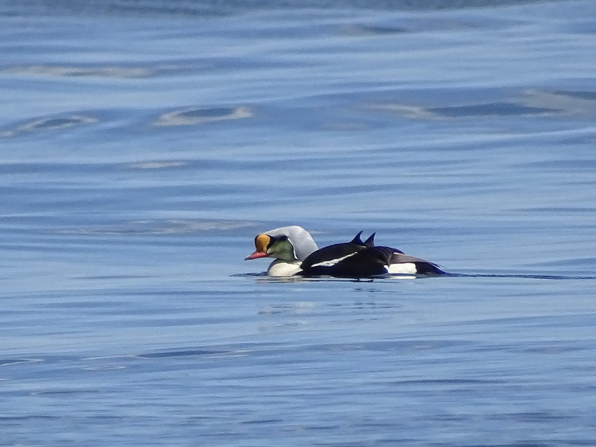 Eider à tête grise - ML620619216