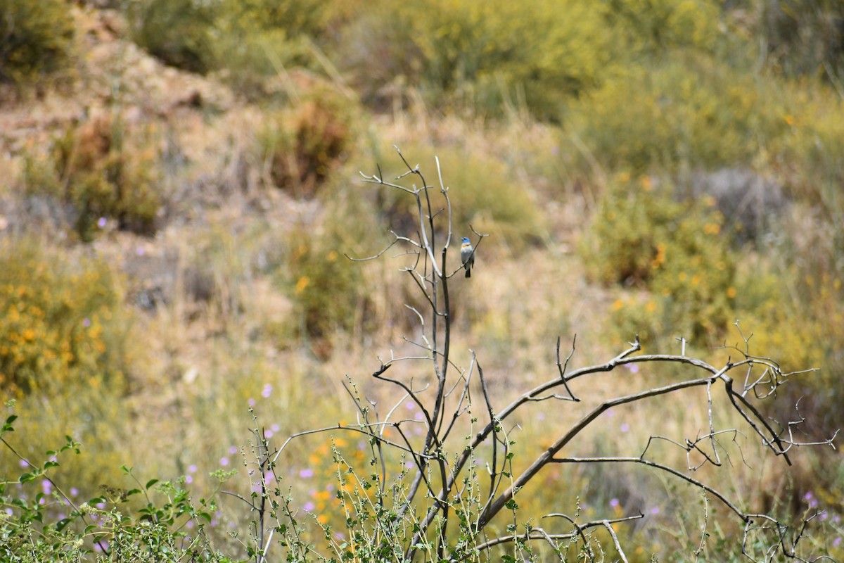 Lazuli Bunting - ML620619218