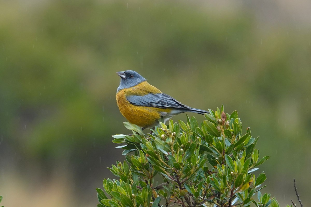 Peruvian Sierra Finch - ML620619219