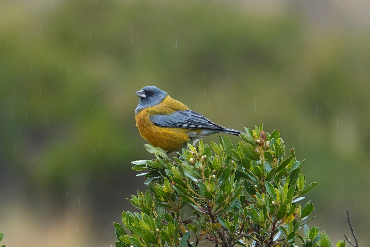 Peruvian Sierra Finch - ML620619220