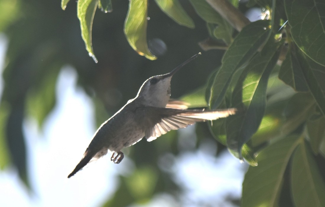 Costa's Hummingbird - ML620619221