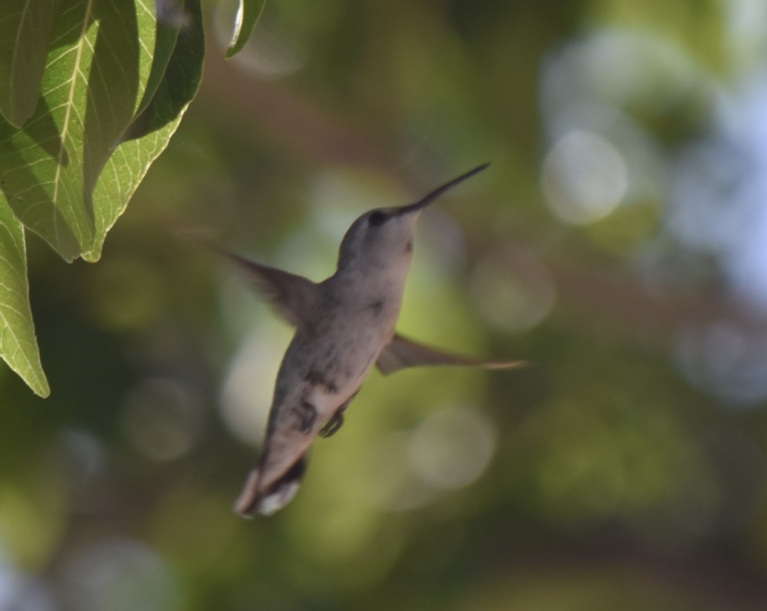 Costa's Hummingbird - ML620619222