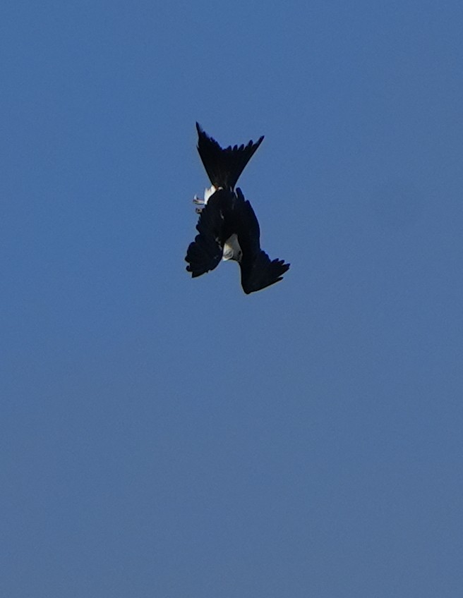 Swallow-tailed Kite - ML620619223
