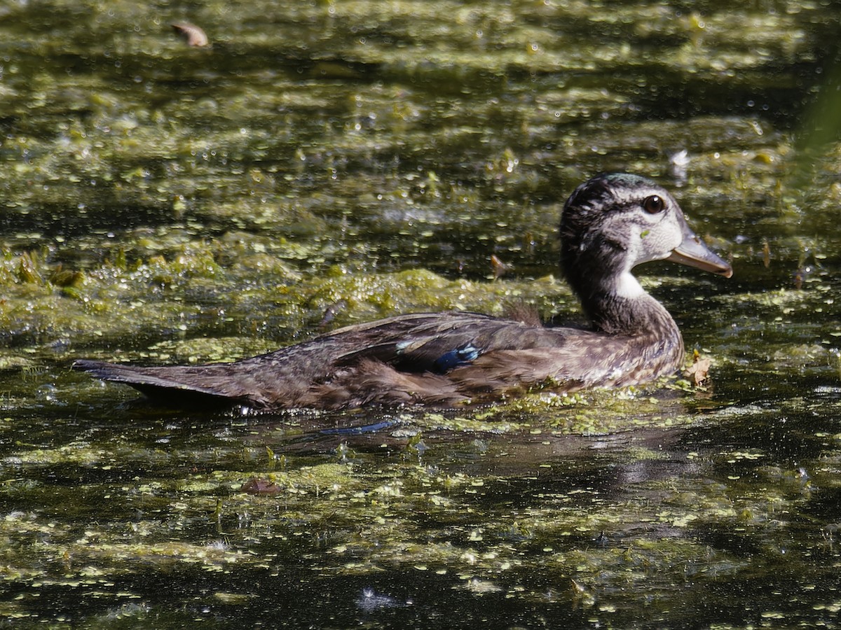 Wood Duck - ML620619224