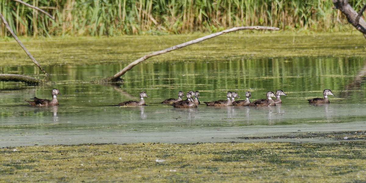 Wood Duck - ML620619225