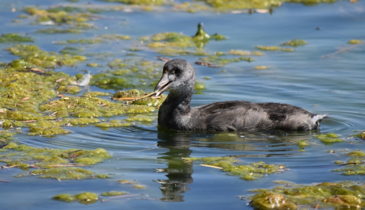 American Coot - ML620619229