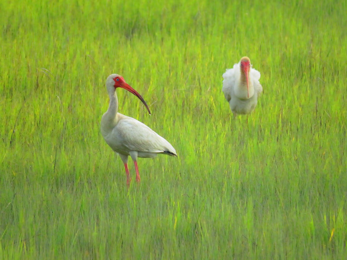 ibis bílý - ML620619230