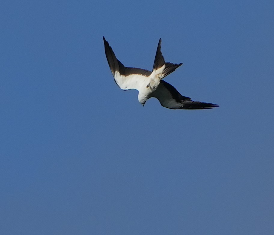 Swallow-tailed Kite - ML620619233