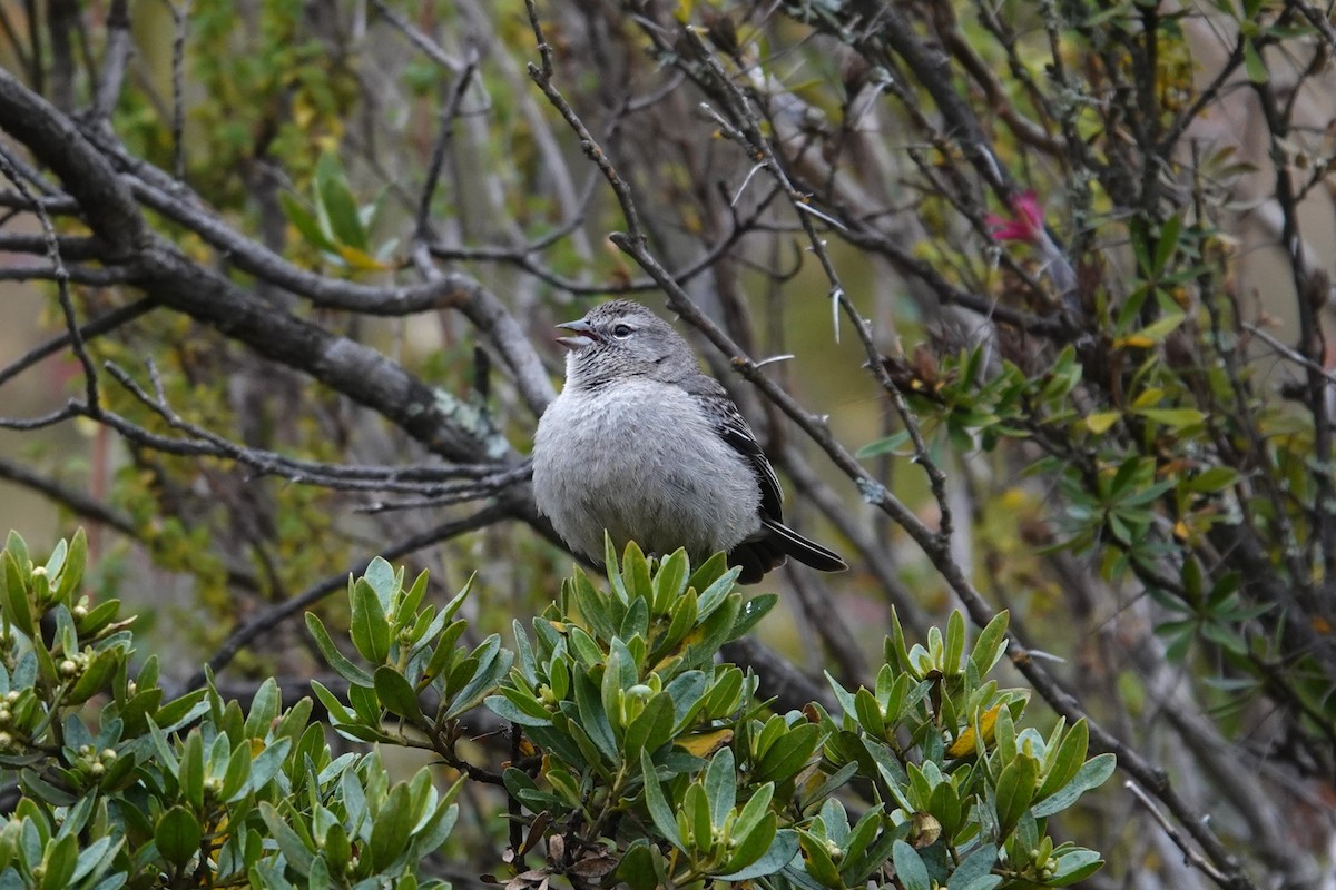 Ash-breasted Sierra Finch - ML620619234